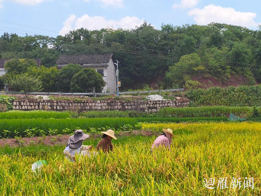 岳屏镇山林村：稻谷收割正当时，农忙绘就振兴景