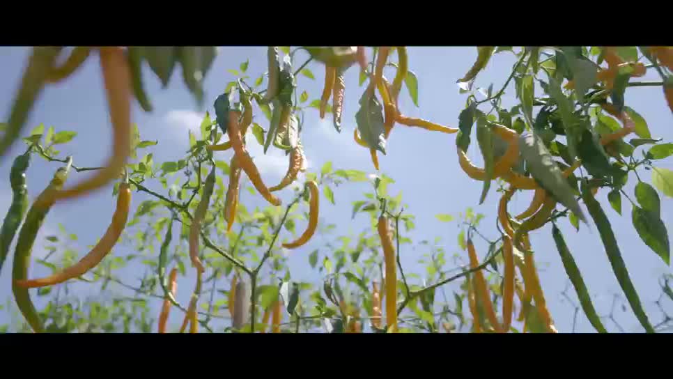 《衡入味》④衡東脆肚：生肚茶油黃椒燜，香融嫩脆響神州！這道菜是衡陽土菜的“當家花旦”！